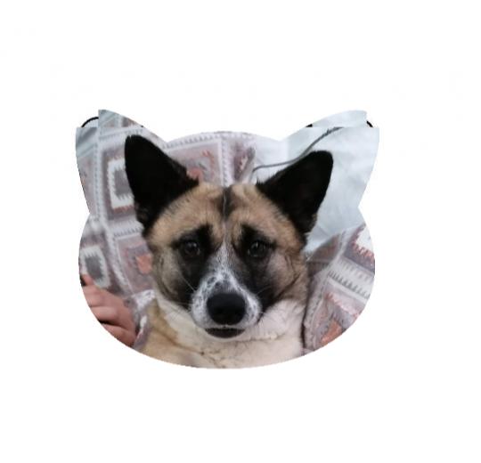 Strumpor - Med bild på ditt husdjur